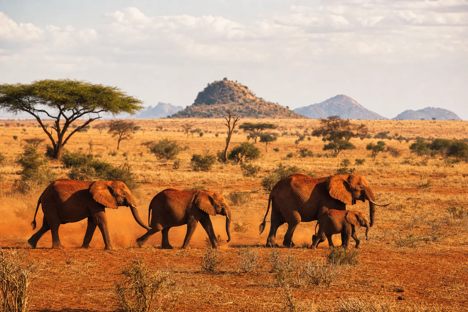 Tsavo East Full-Day Safari from the Coast Tsavo East Full-Day Safari from the Coast